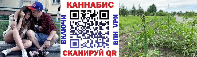 Купить Оса Конопля сатива